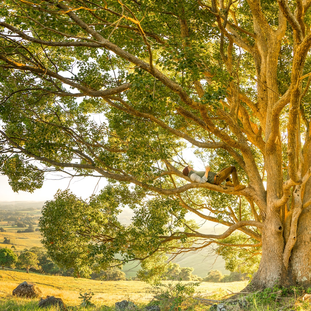 Sentinent Tree Intelligent, Sentient Trees – Bridge to Wholeness